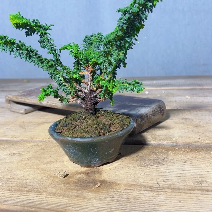 书***道无花朵       石化桧