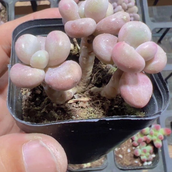 桃蛋精品多肉植物