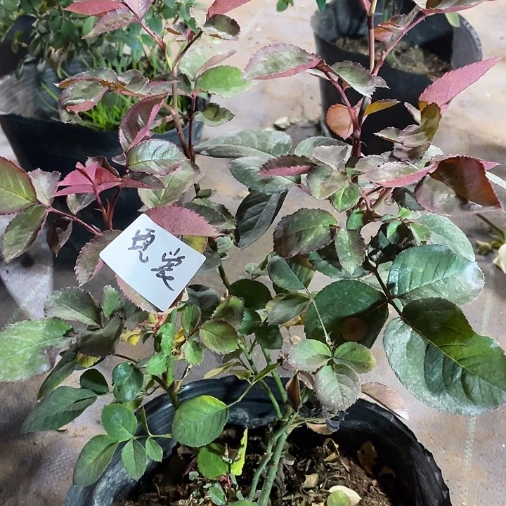 当前无花朵，栽培后可花朵霓裳