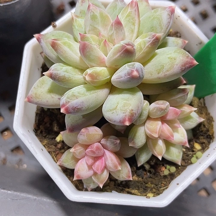 多肉植物伊丽莎白869