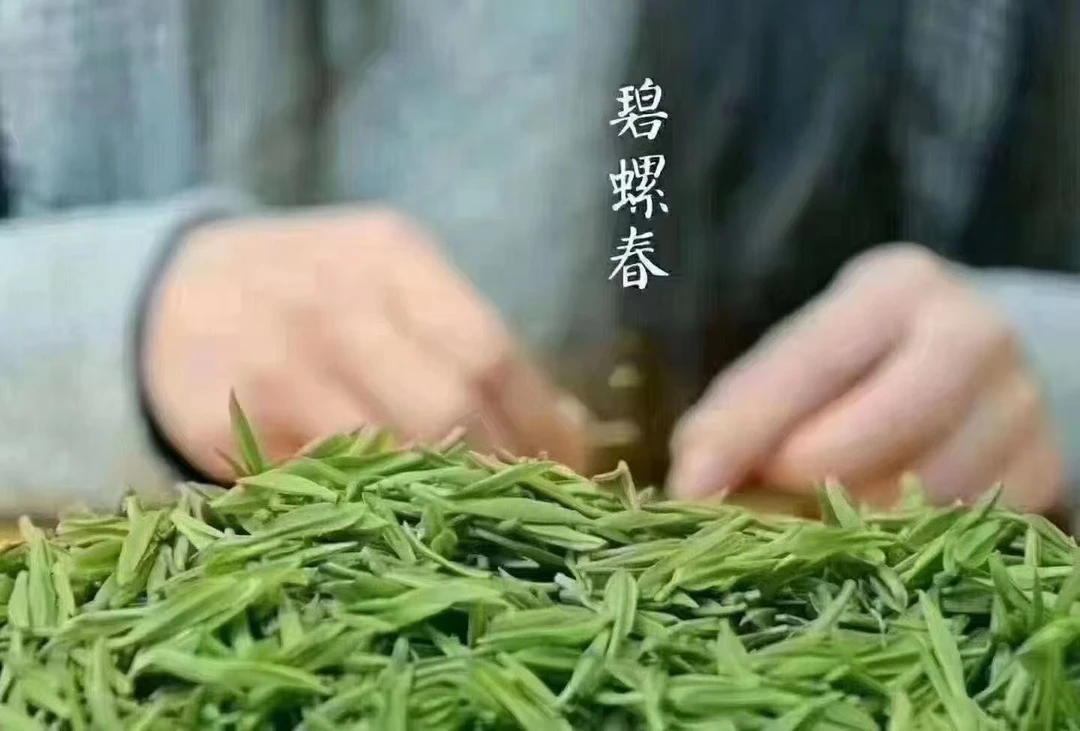 2025年碧螺春(早期芽尖)