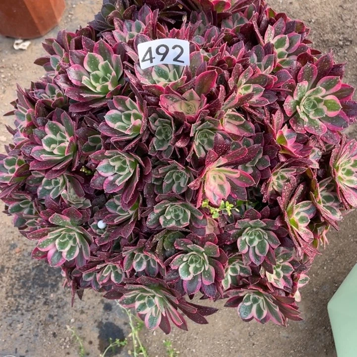 人****吗492多肉植物男神有砍