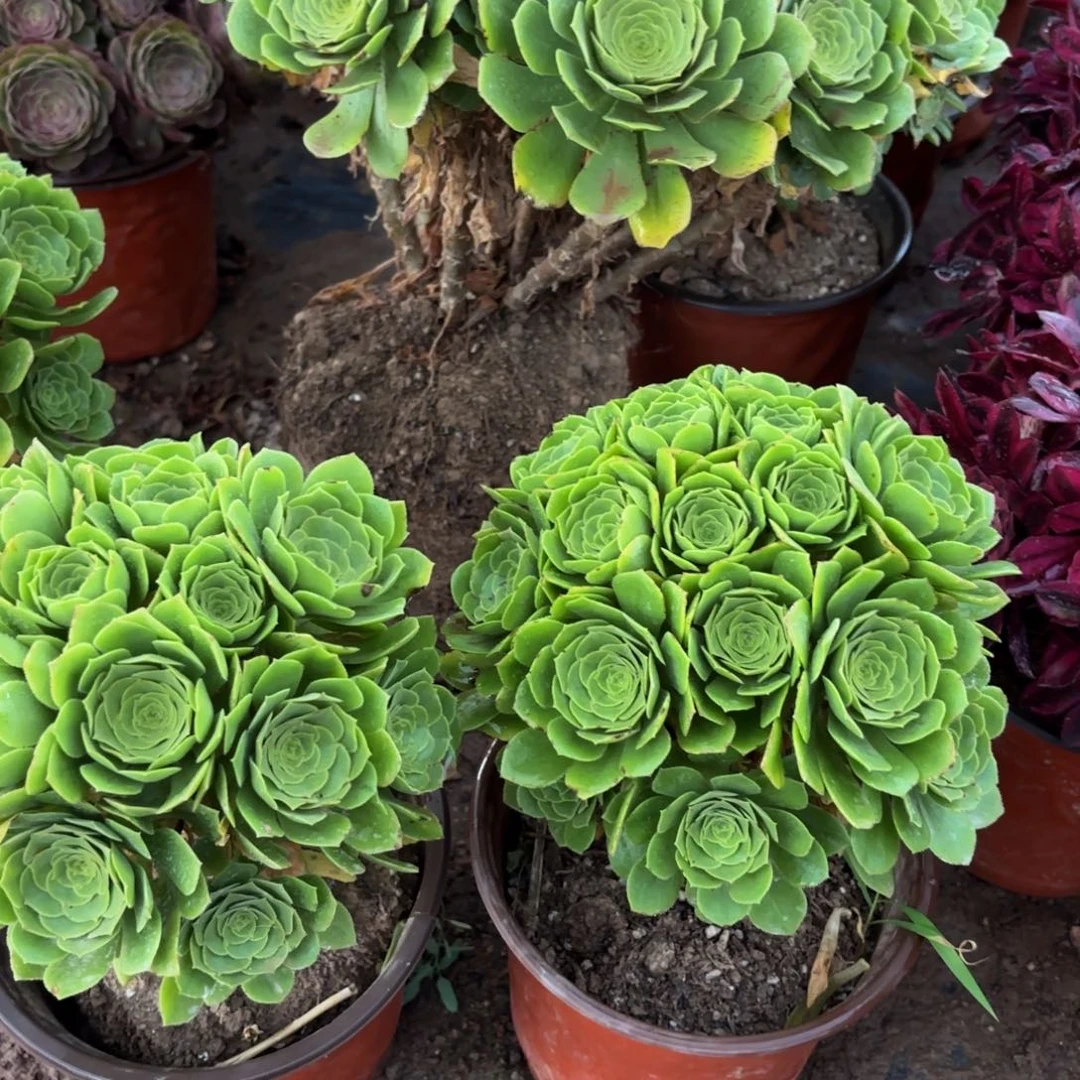 绿玫瑰绣球9.9法师多肉嫩