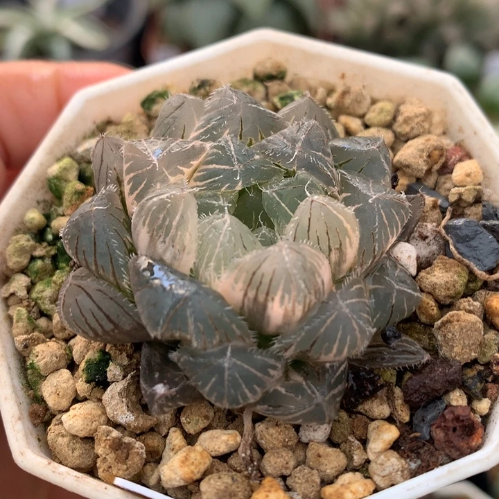 蓝镜玉露锦，带盆一起