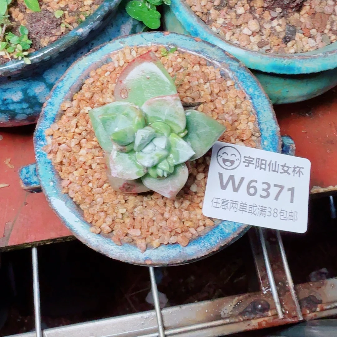 6371法瑞苹果叶多肉