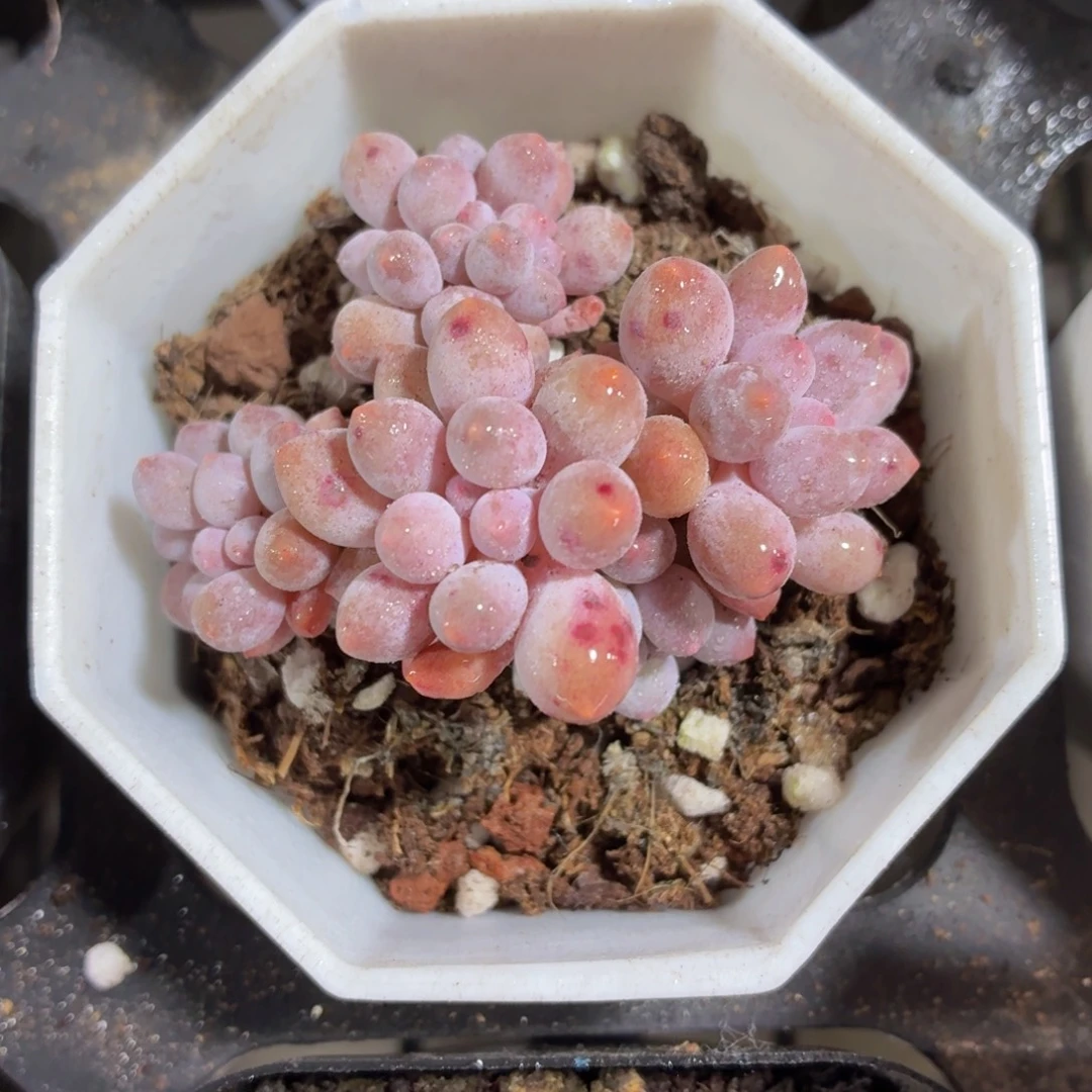 婴儿手指多肉9.9包邮发货