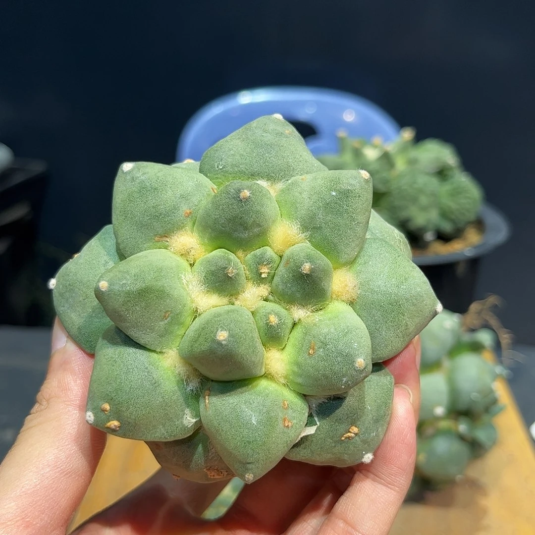 7号自根福利牡丹福利
