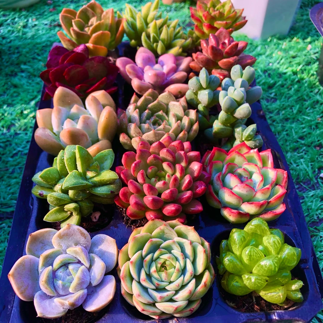 指定品种15颗带穴盘发货 宠粉福利品种多颜色多 好养耐活