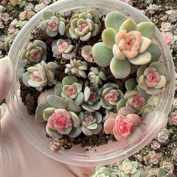 1绝绝子多肉植物一盒