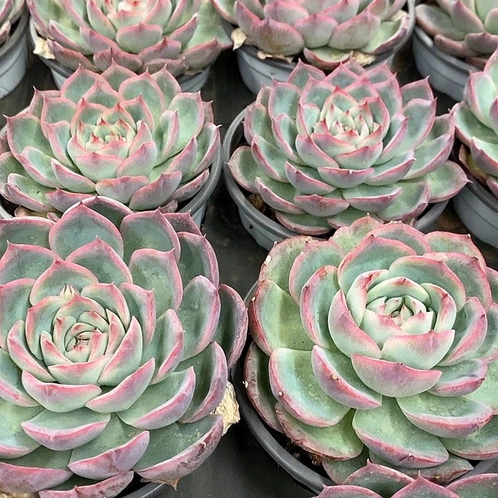 19。法兰西玫瑰。福利多多