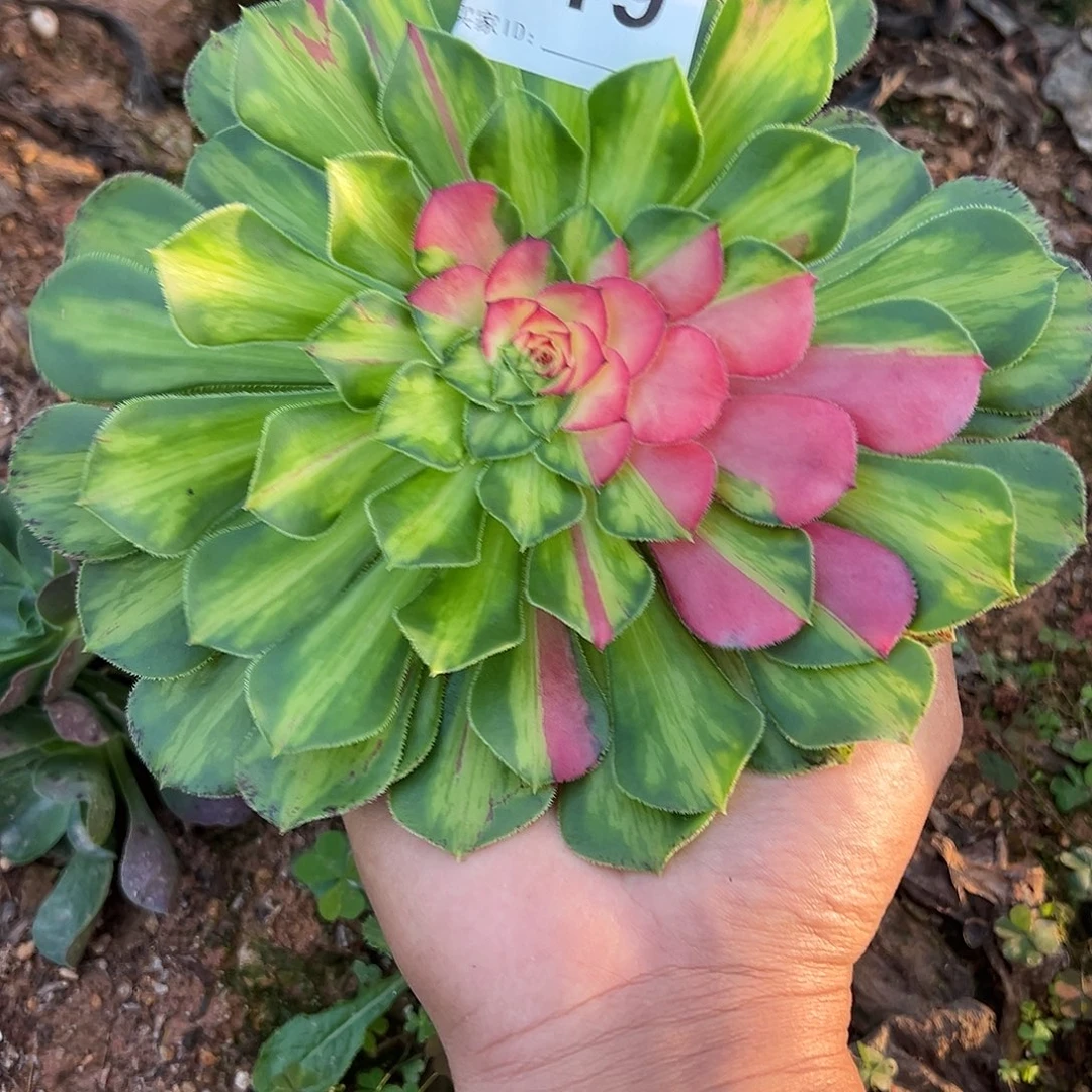 海***纳精品多肉植物349知否