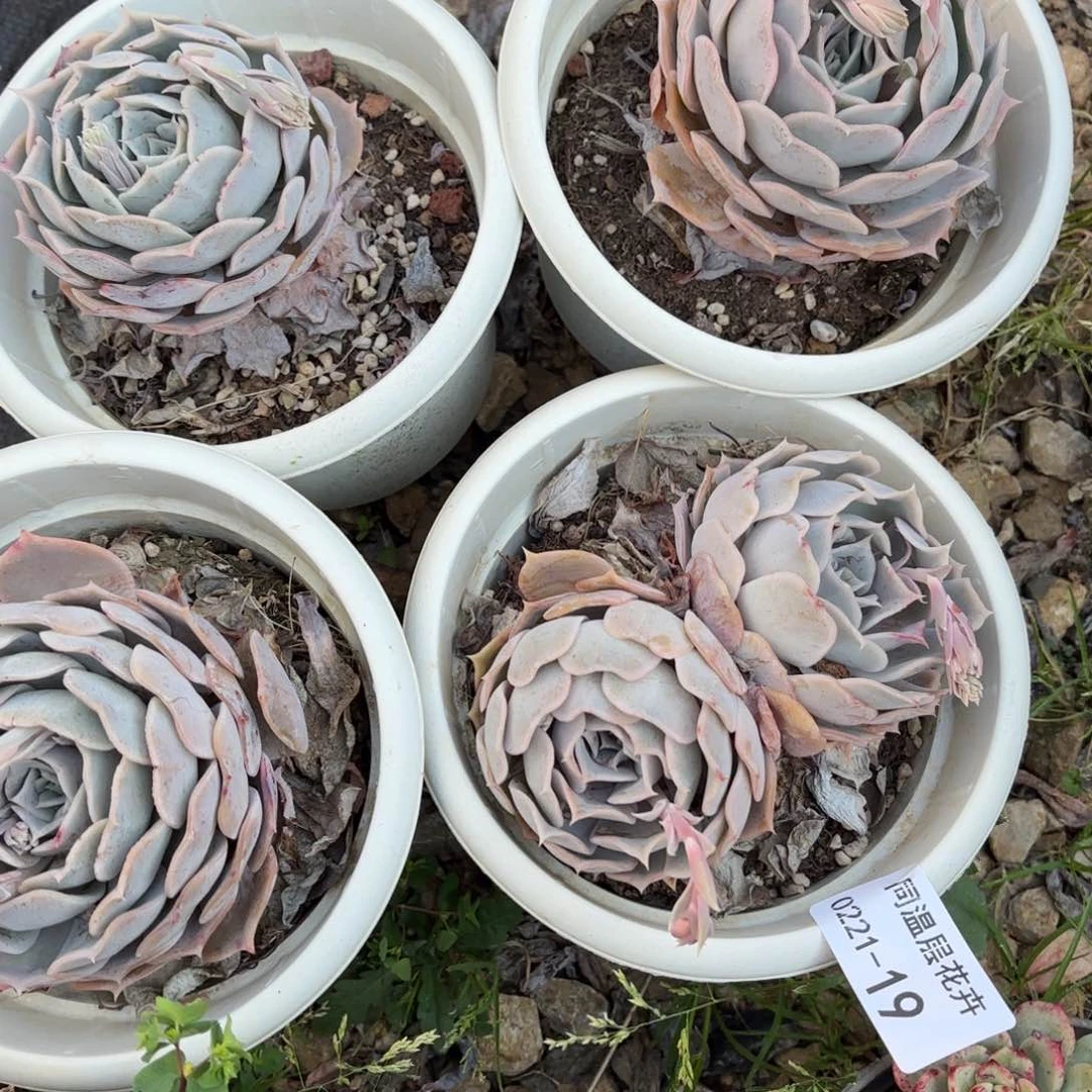 同温层多肉19不知名量拍