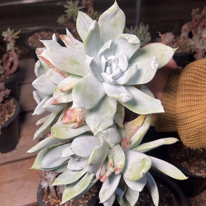 爱***女439个哈哈哈哈哈哈哈哈