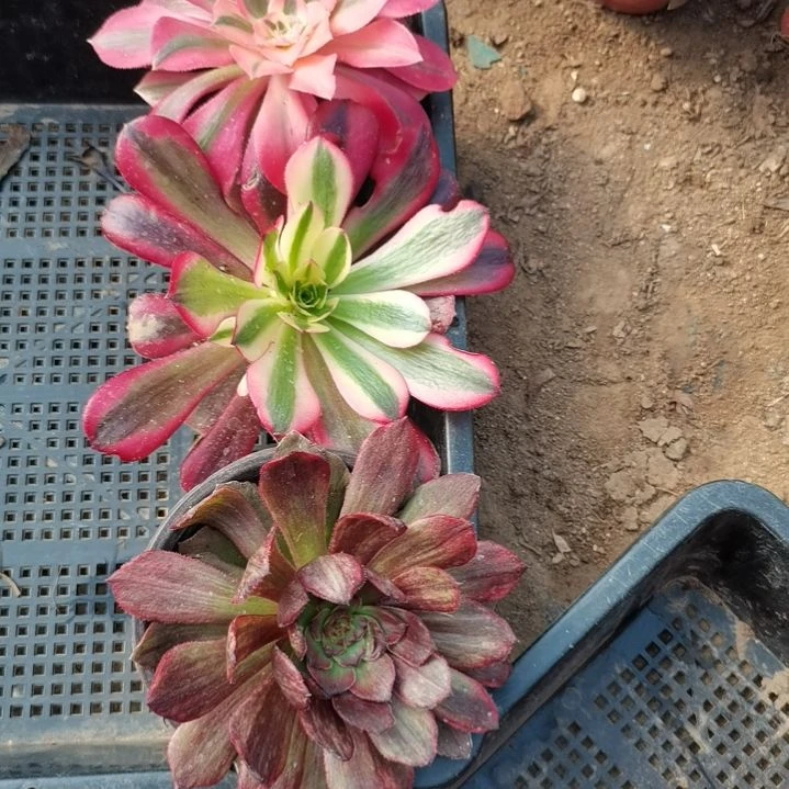 笨*C粉女巫+美杜莎+半夏各3颗