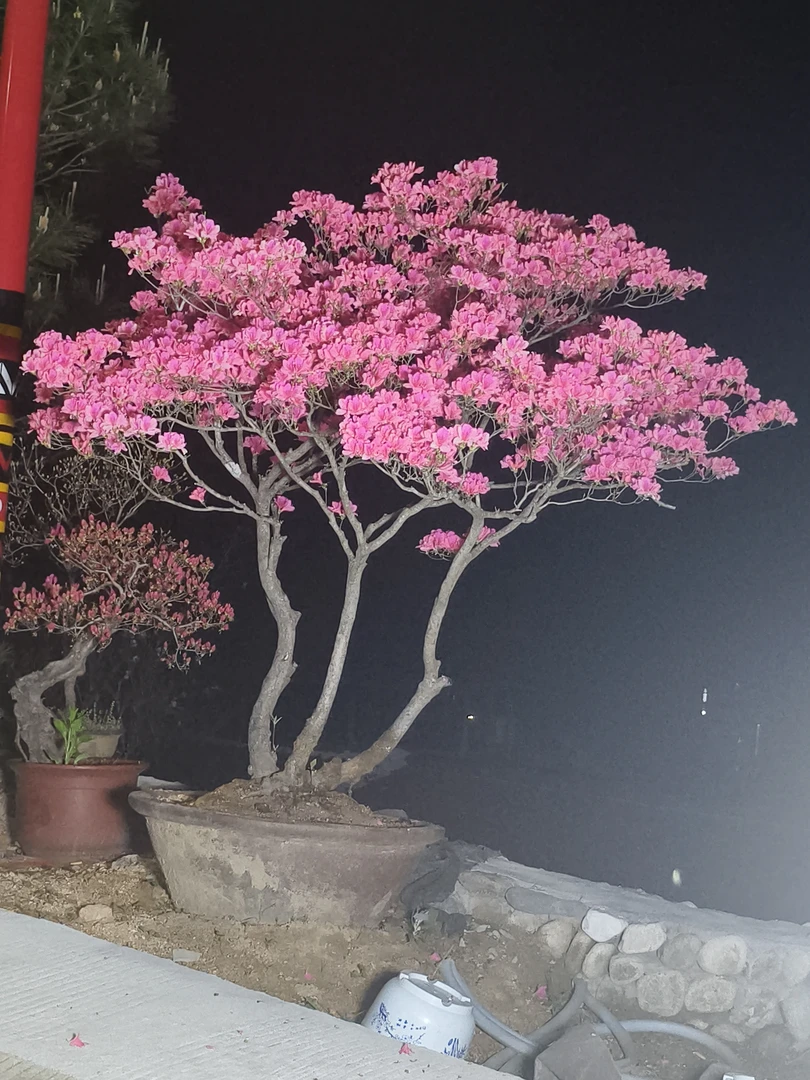 精品庭院映山红造景