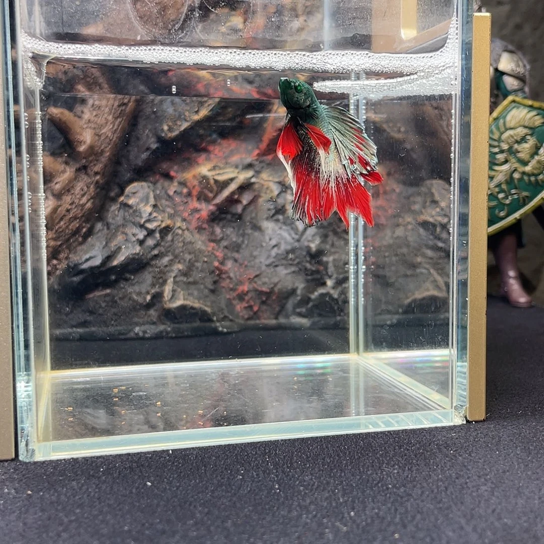 斗鱼十月二十四日竞价