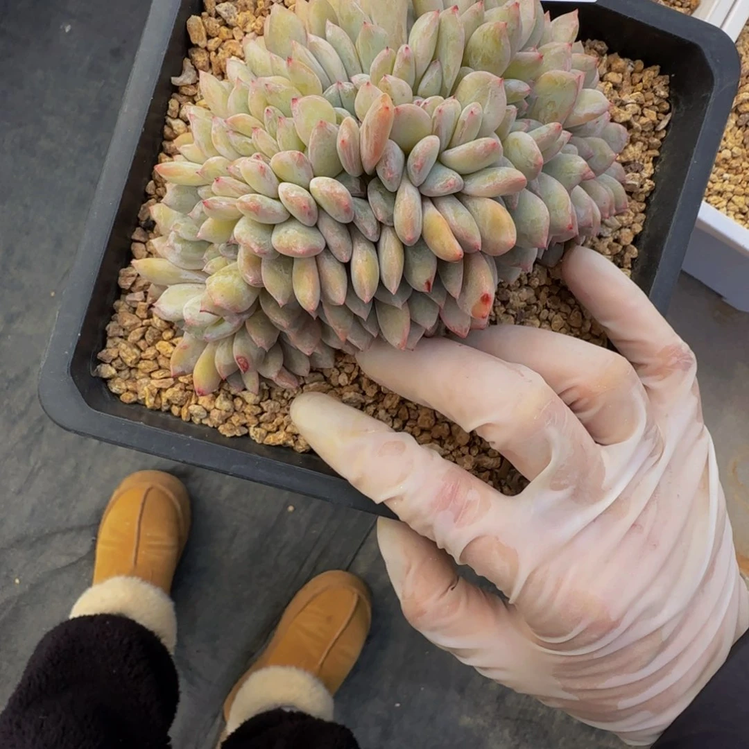 a a a a a a a a a 9