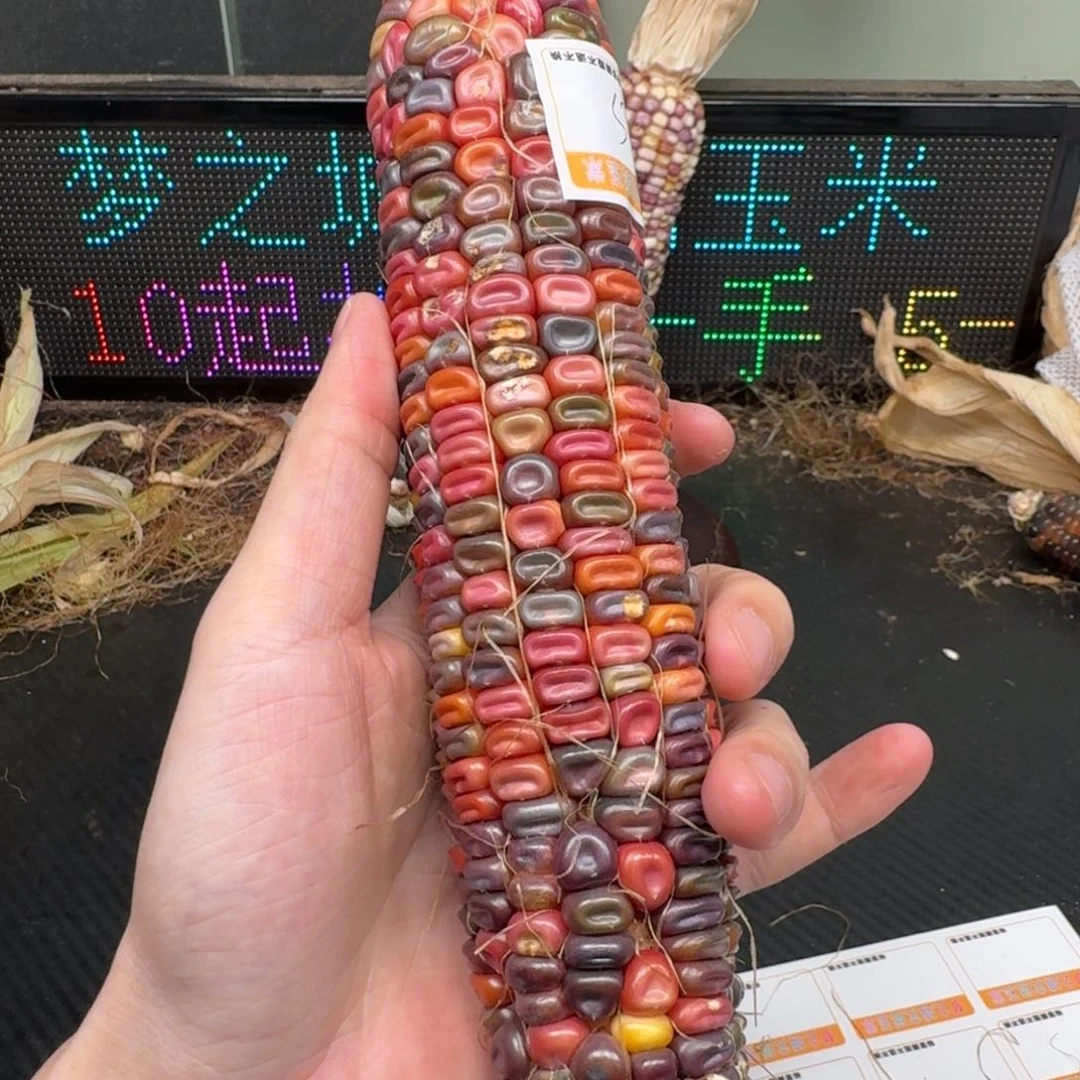 柏香籽/百香籽吊坠小***.