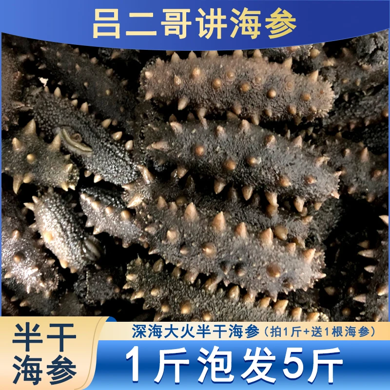 【留仙岛】1斤大火半干海参深海拉缸盐海参50-60个辽参海货