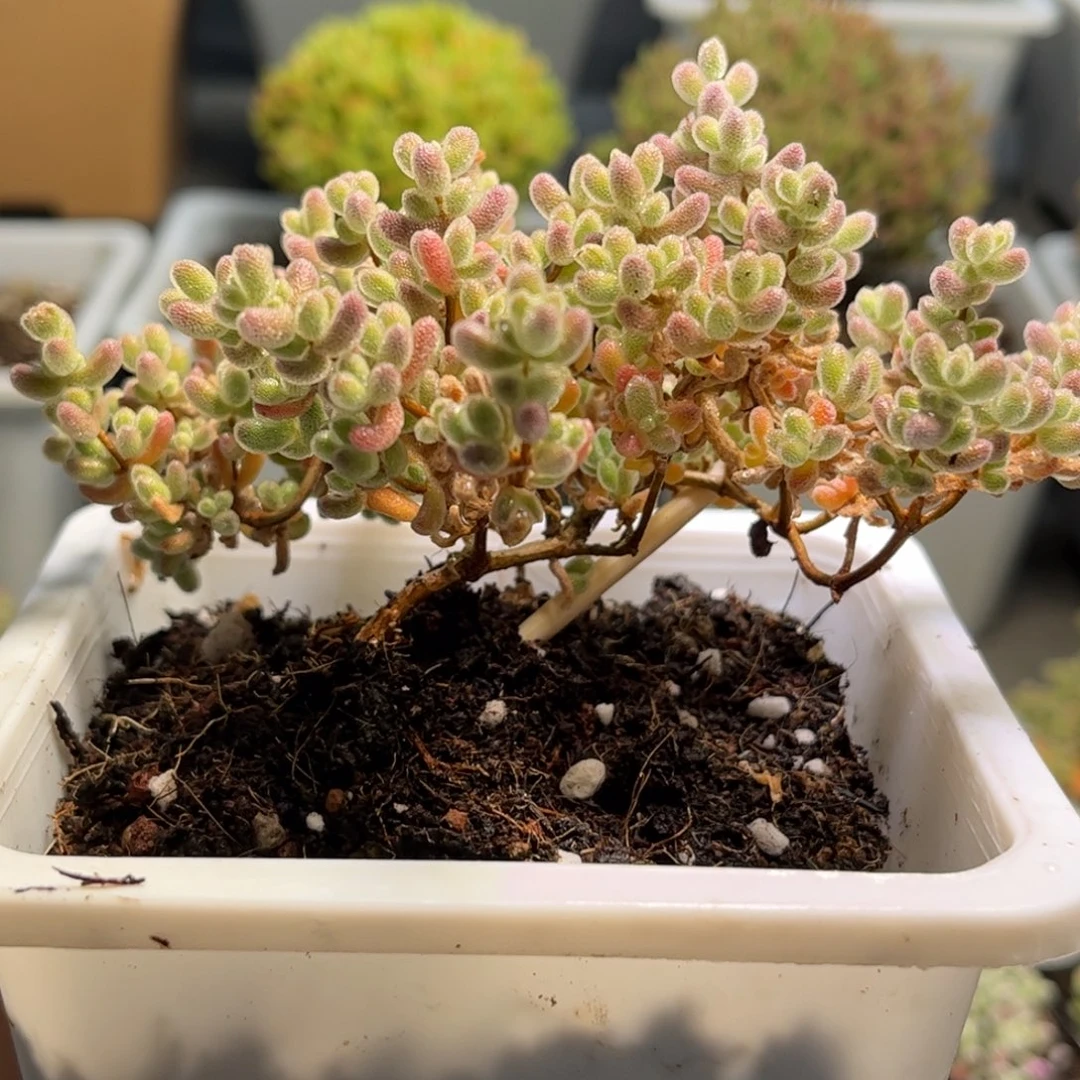 32飘桩冰晶优选枝干番杏