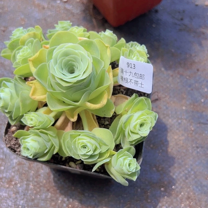 913 玫瑰裸根不带土发货