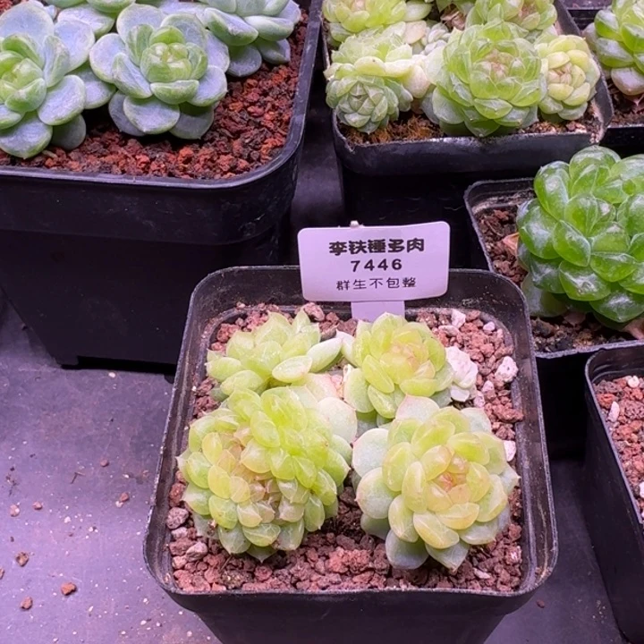 7446纸鸢缀化一物一拍7cm盆