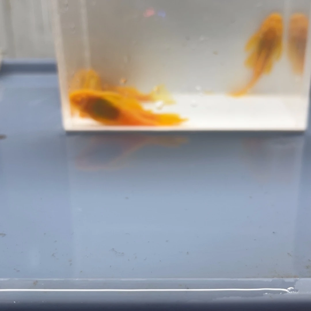 清道夫鱼24k公胡子5条开箱视频报损