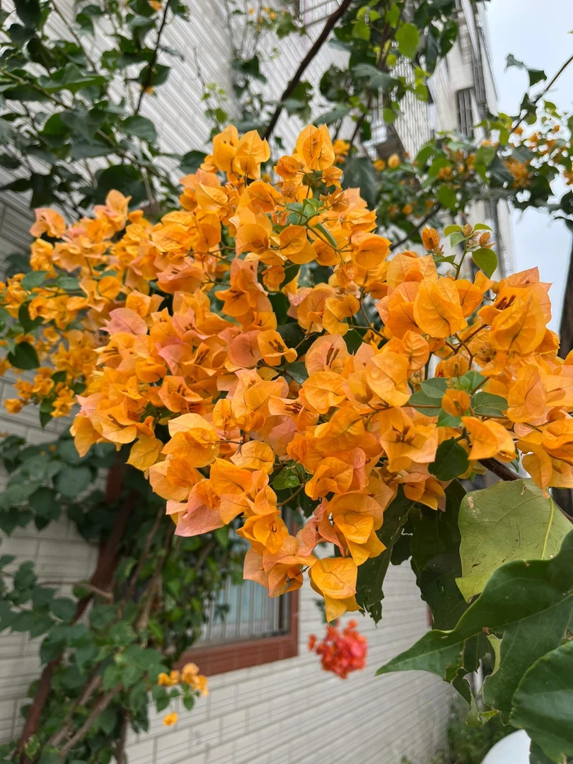 【加州黄金】三角梅四季勤花飘垂丝好养易开花阳台庭院原生品种袋苗