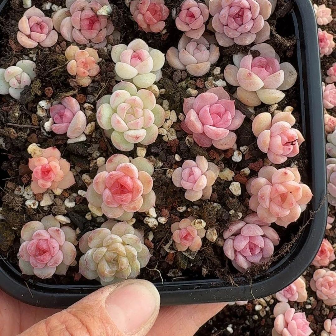 杂交新品珍妮多肉1614