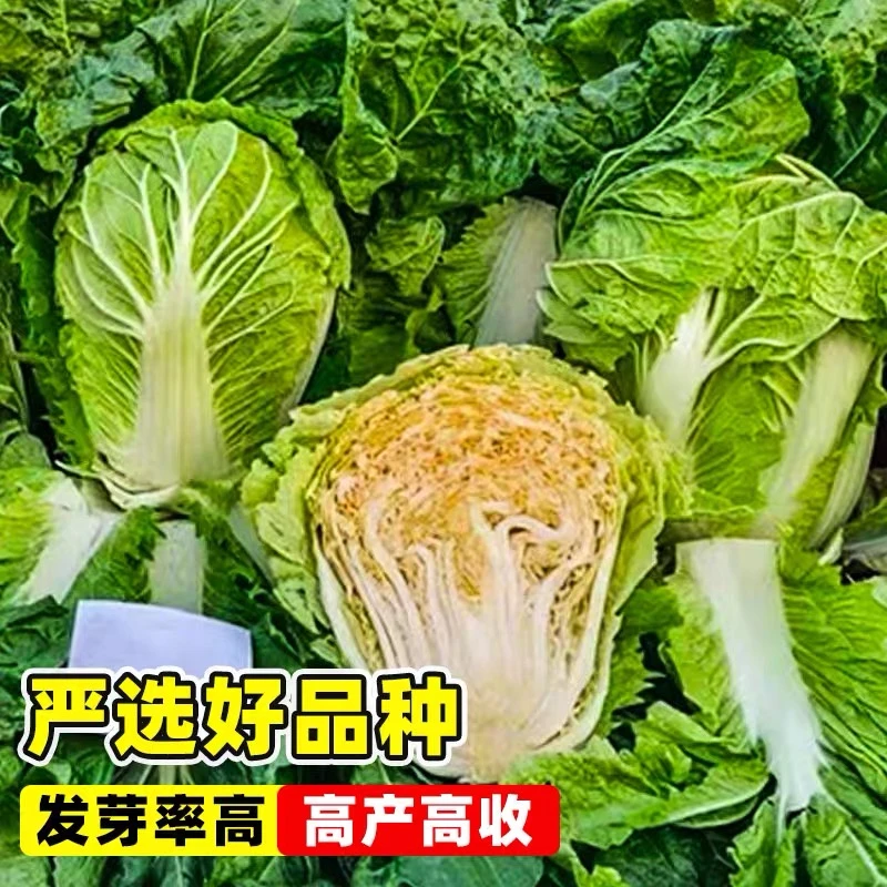 柔红大白菜种子四季可种蔬菜种子家庭小院种植