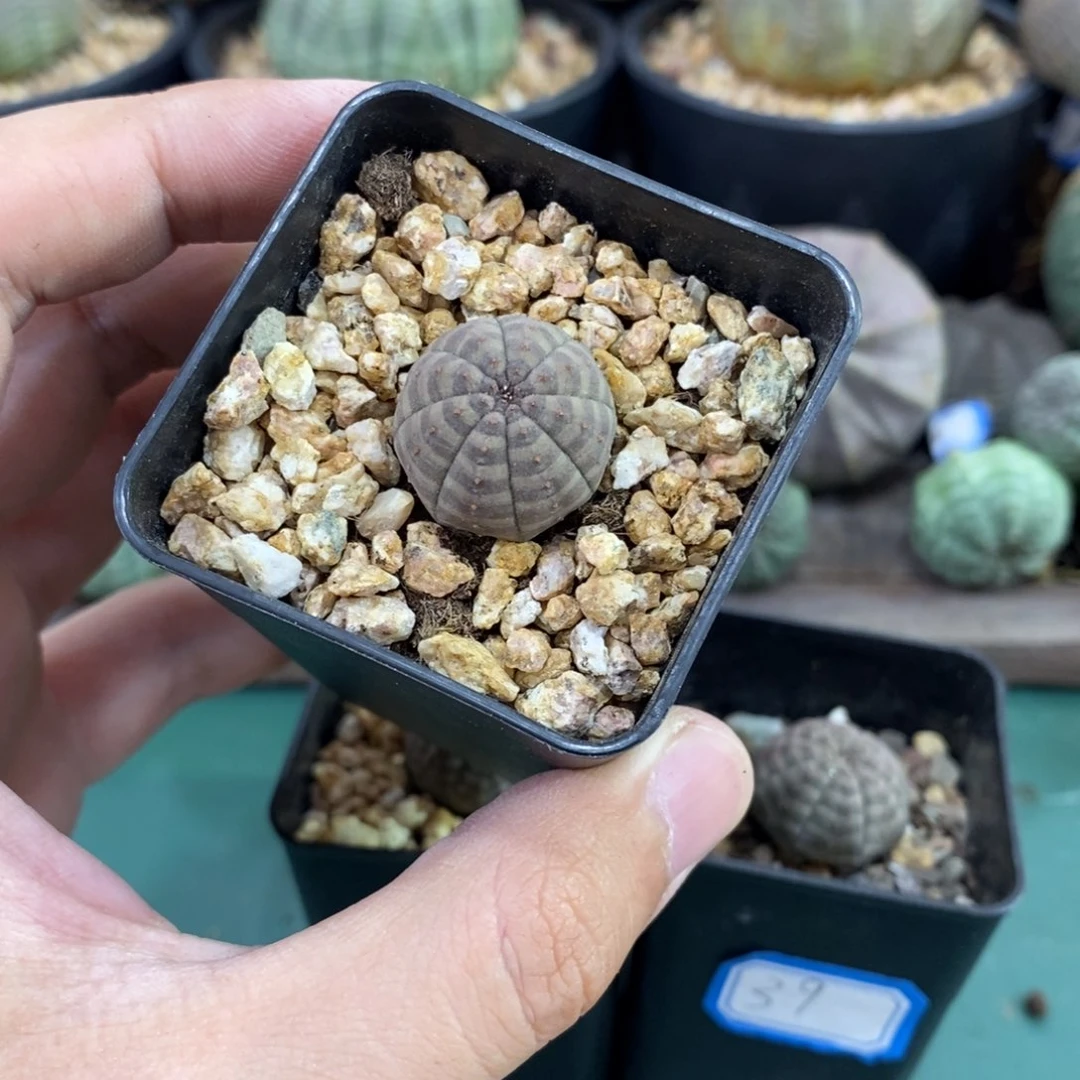 五*啊欧系实生布纹球多肉植物