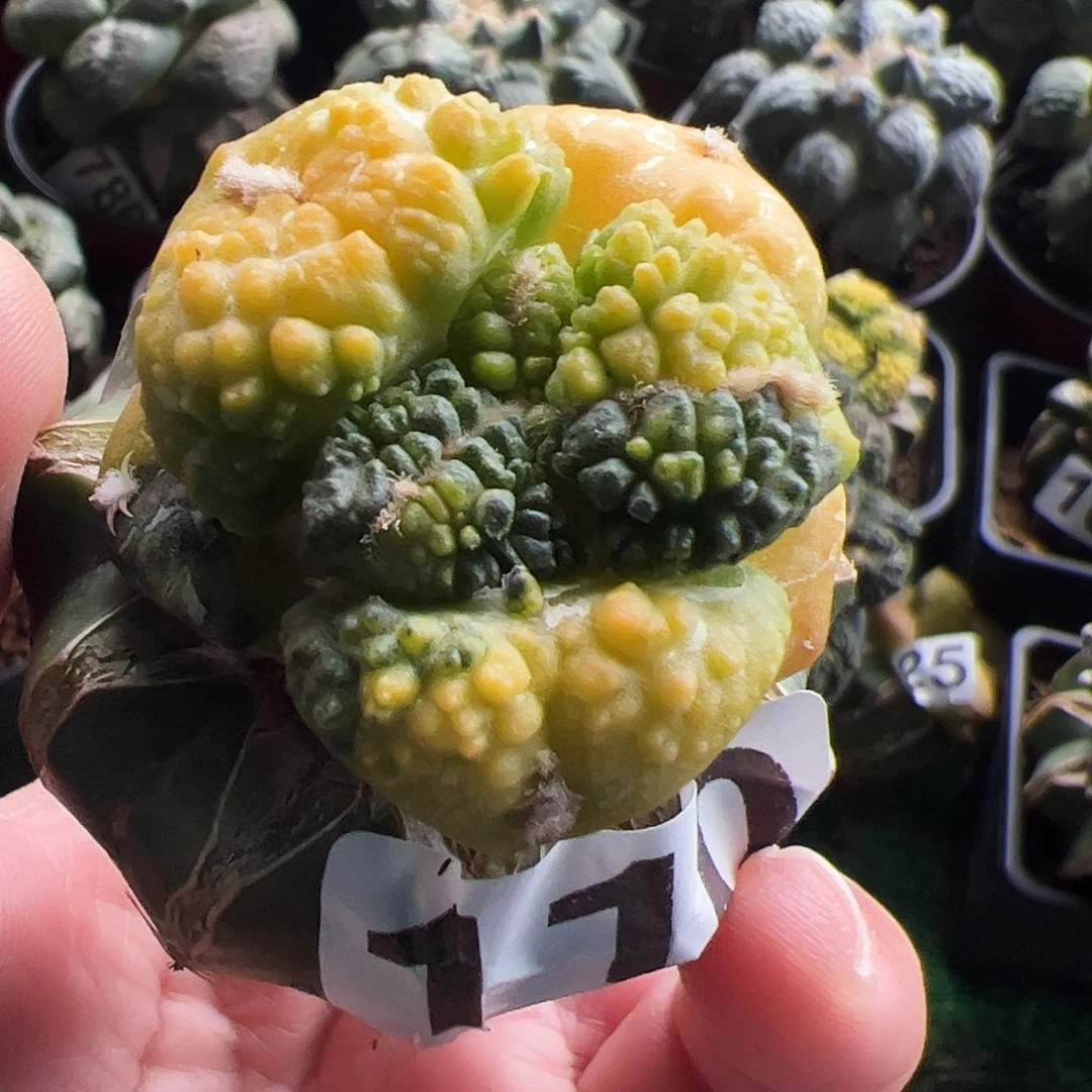 无花朵福利大尤龟甲牡丹110