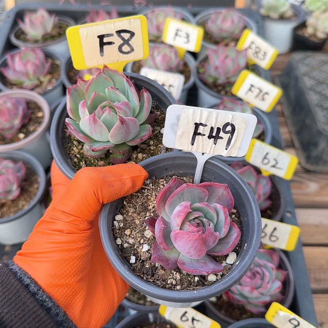 熊***毛F8-49惊鸿单头多肉