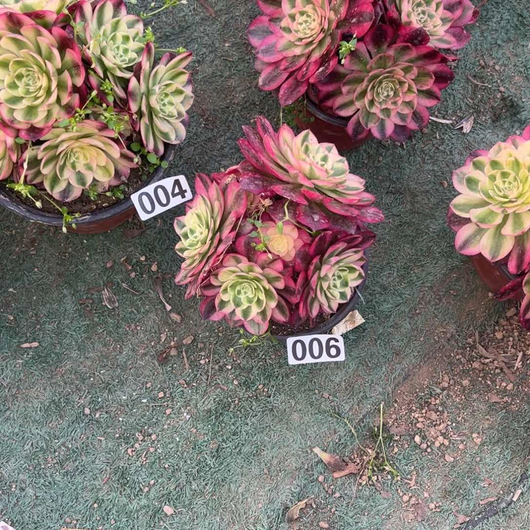 006火龙果多肉植物