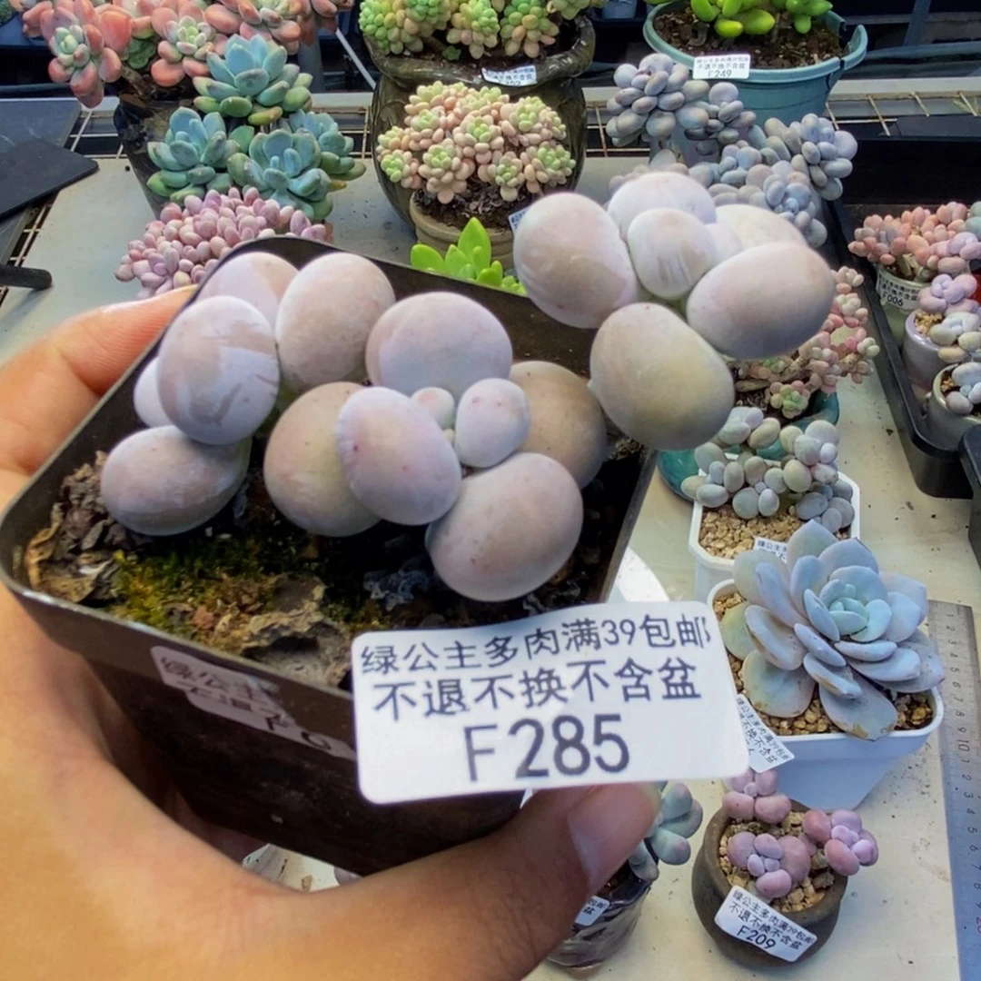 285芭比奶多肉6c m