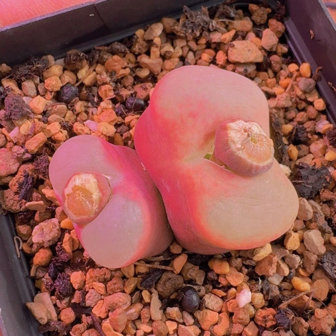 欣***友云缦新春特惠6.28