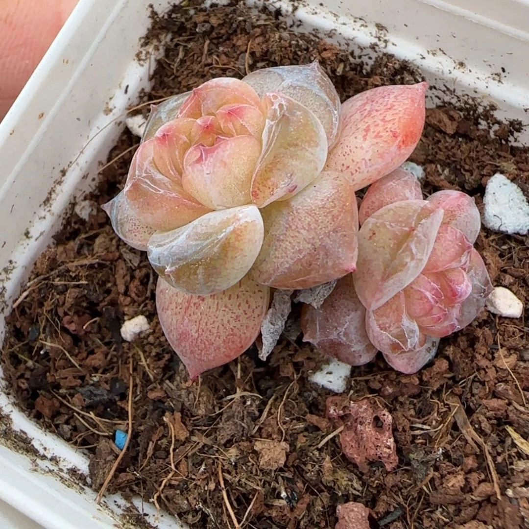 小卡拉米糖心一物一拍