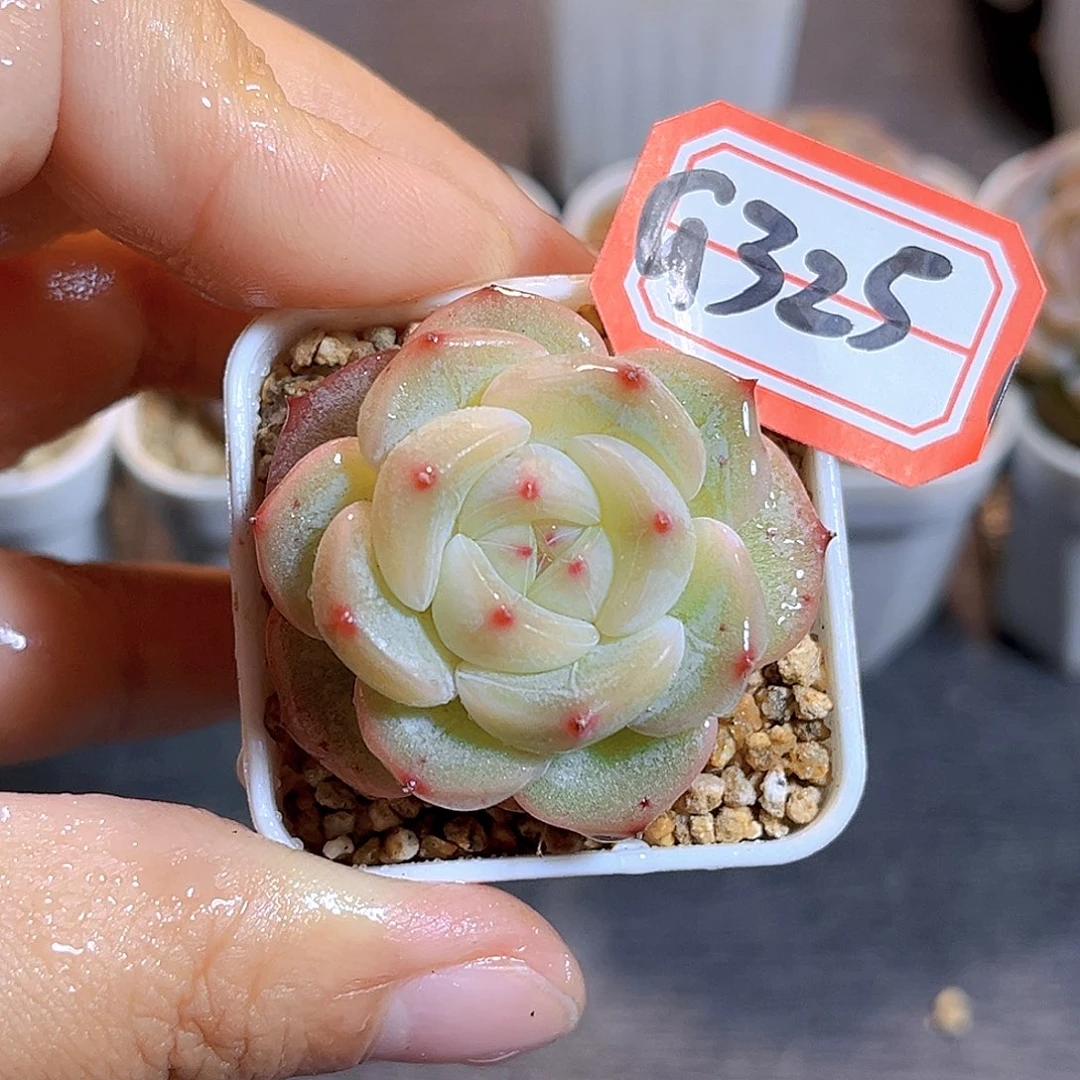 G325 一物一拍多肉 极光