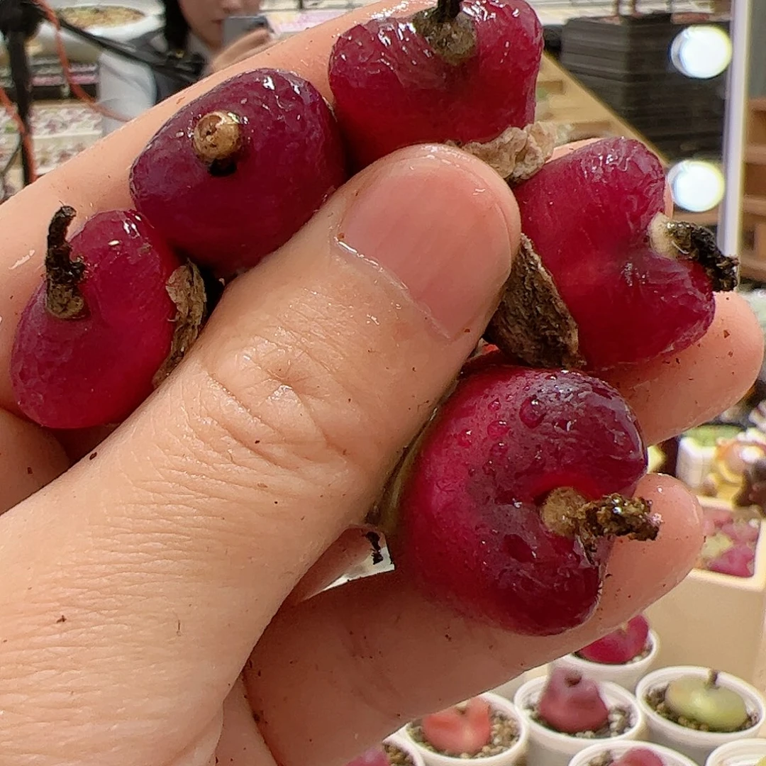 【闪购商品】70 车厘子x5