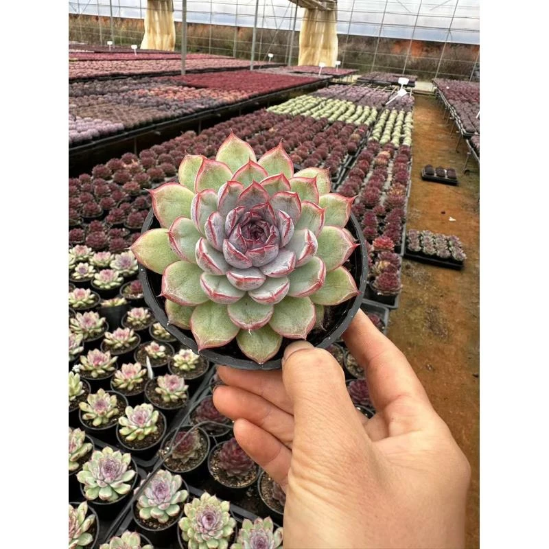 10#蝴蝶飞舞多肉植物        前男友精品多肉