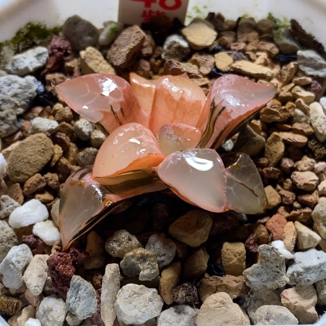 48号火凤凰克锦多肉