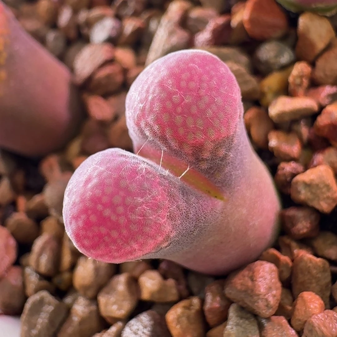 A****9云缦精品番杏13.50