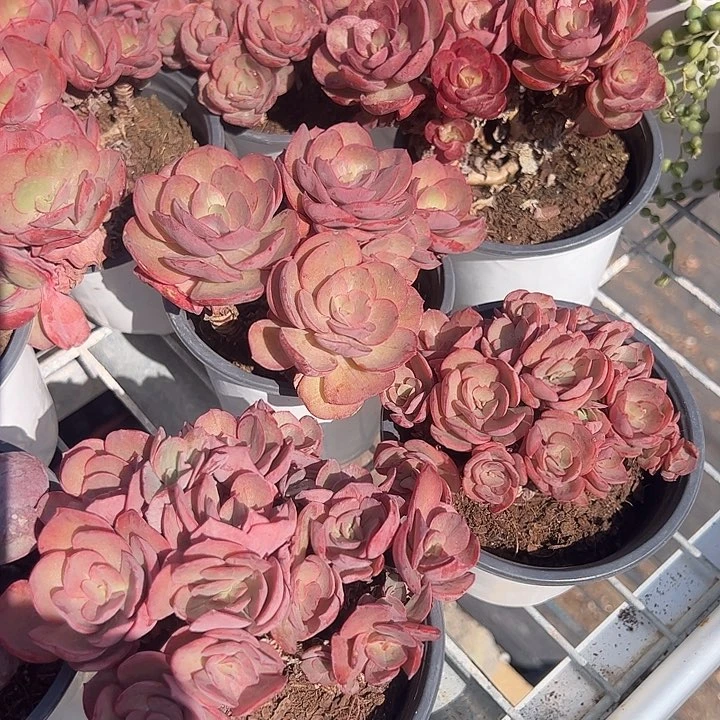 小叶秀妍多肉植物精品