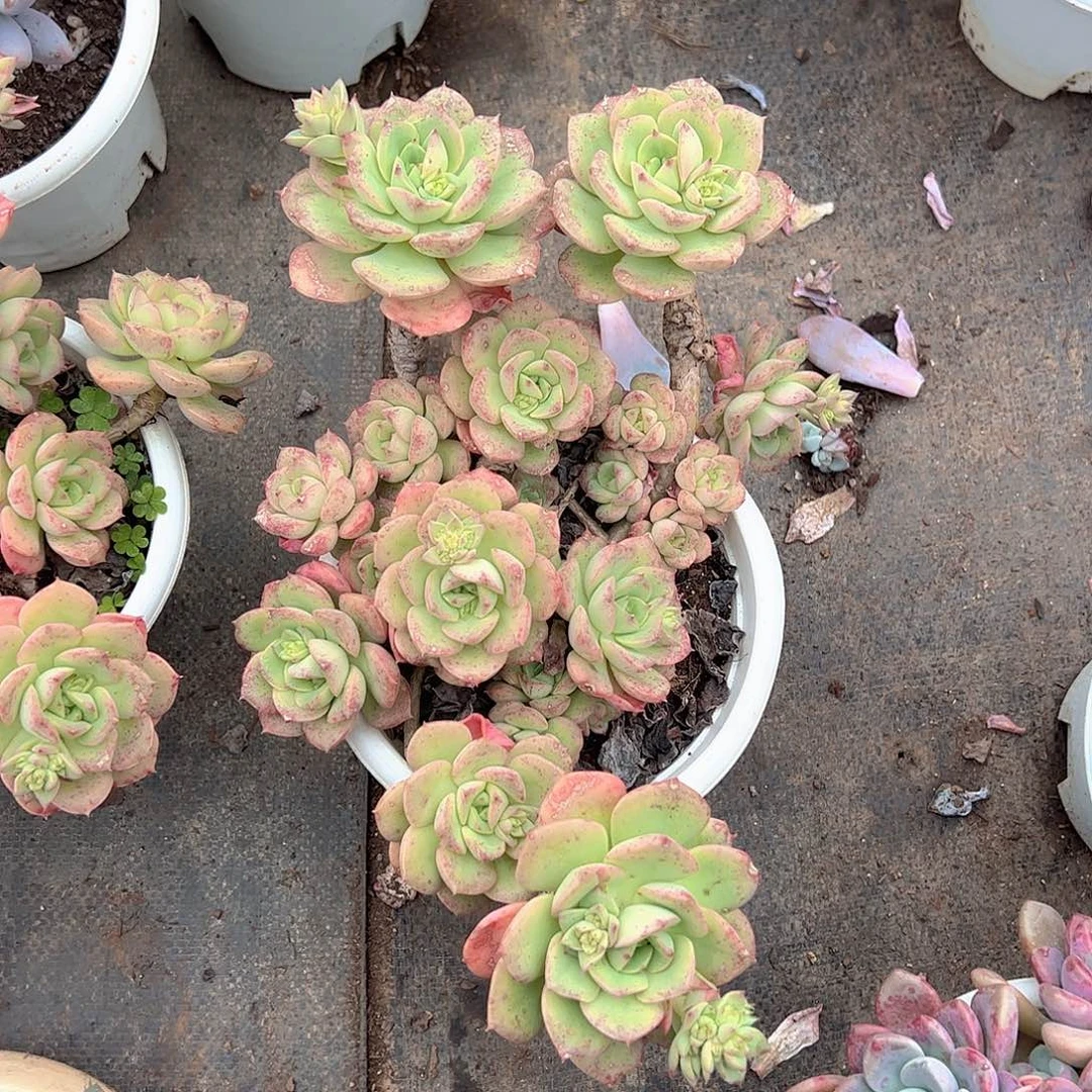 妮可沙拉玫瑰多头群生