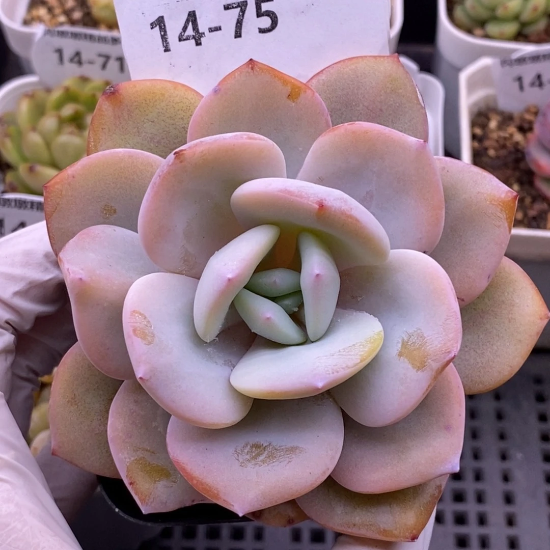 【闪购商品】14-75