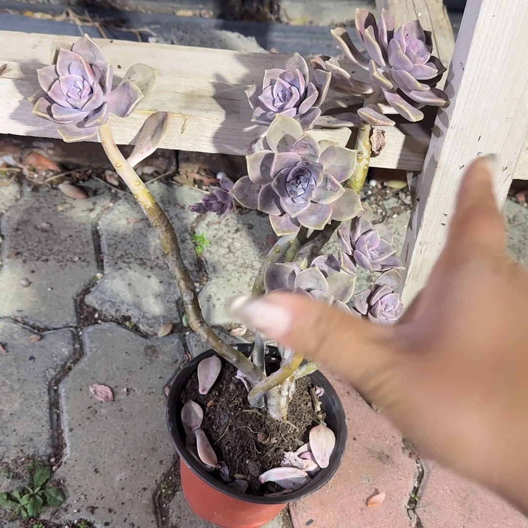 特价大号紫乐多肉