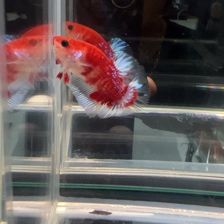 斗鱼满30包邮1日86