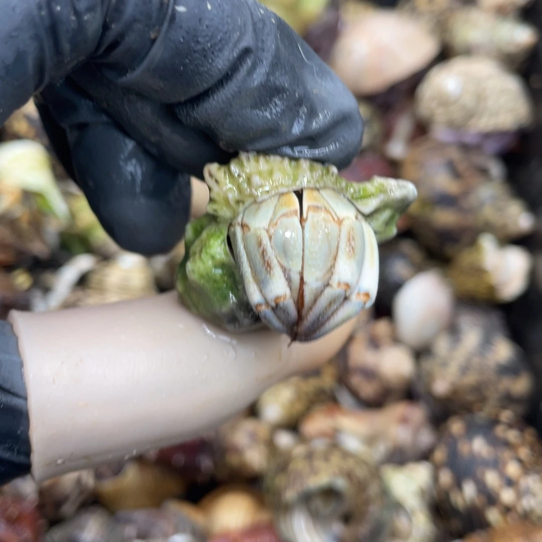 不退不换活体宠物228