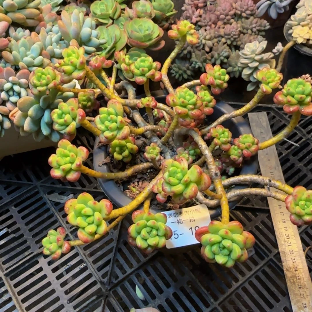 香格里拉一物一拍1519