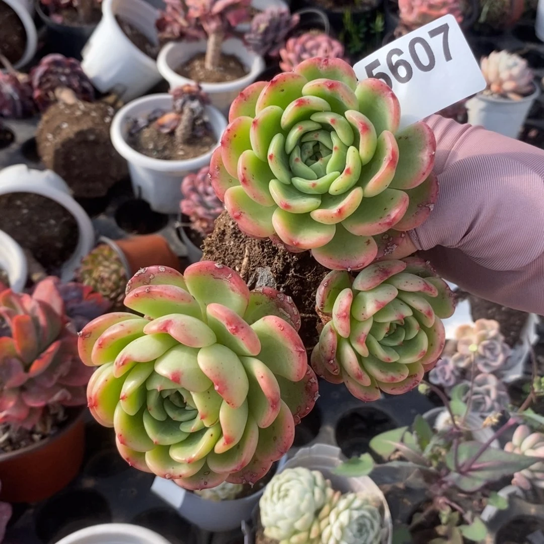 5607三文鱼一物一拍